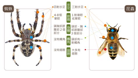 家中有小蜘蛛|蛛事吉祥——家中常見蜘蛛篇